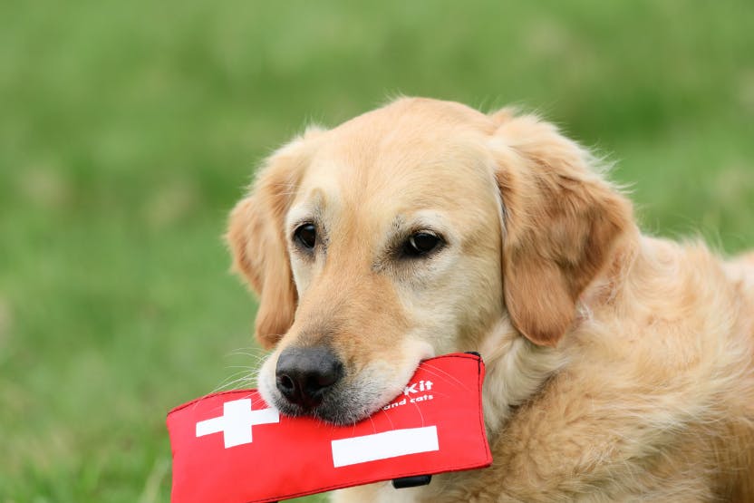 daily-wag-3-pet-first-aid-courses-to-level-up-your-pet-care-biz-hero-image