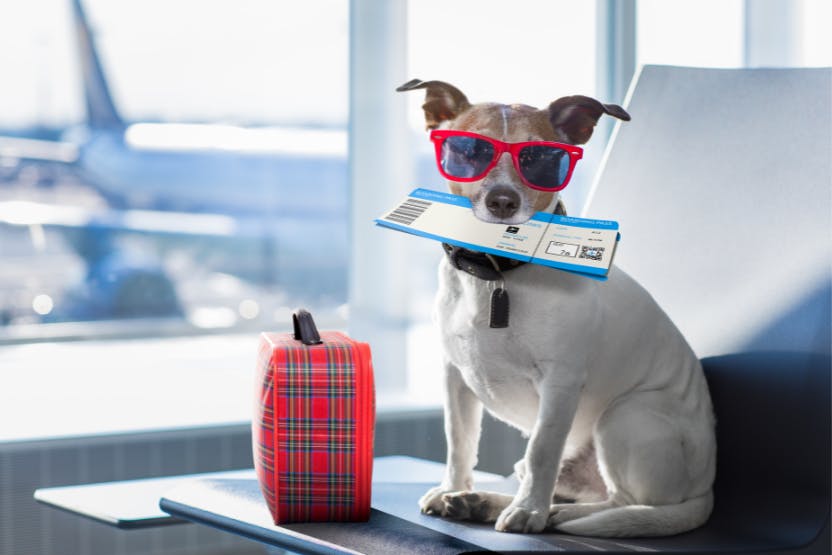 daily-wag-how-to-travel-with-your-pet-on-a-plane-in-2022-hero-image