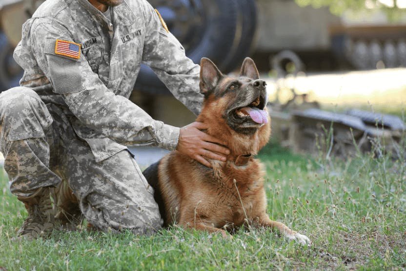 daily-wag-a-day-in-the-life-of-a-military-dog-hero-image