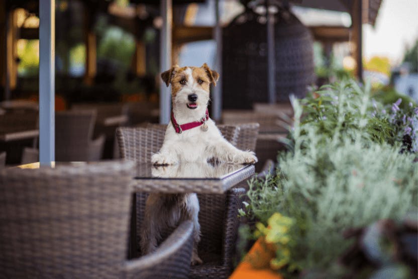 daily-wag-etiquette-tips-for-dogs-at-restaurants-hero-image