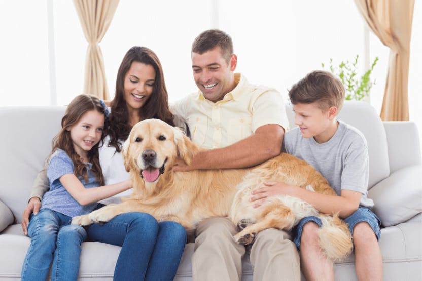 do golden retrievers make good family pets? 2