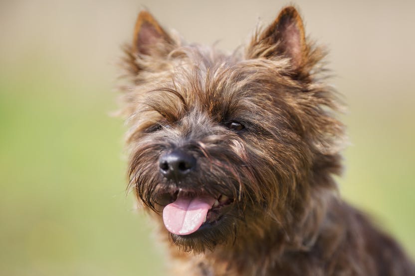 daily-wag-top-10-most-popular-terrier-breeds-hero-image