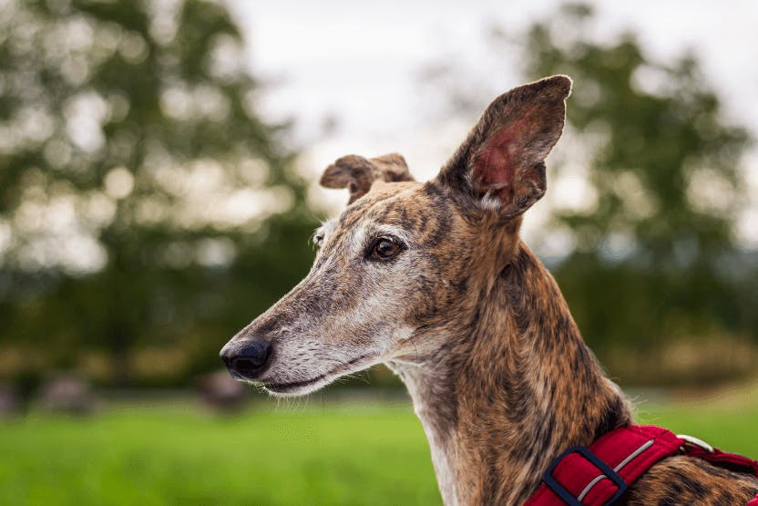 daily-wag-why-retired-racing-greyhounds-make-grrreat-pets-hero-image