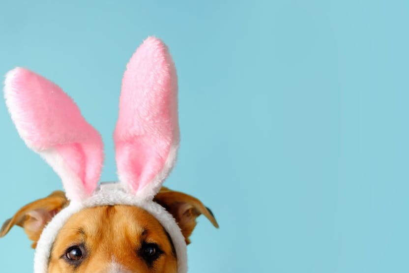 daily-wag-5-dog-safe-easter-treat-recipes-to-try-this-spring-hero-image