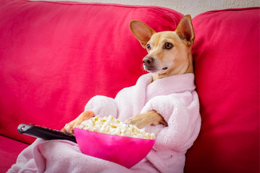 daily-wag-doggy-movie-night-top-5-comedies-to-get-your-dog-howling-hero-image
