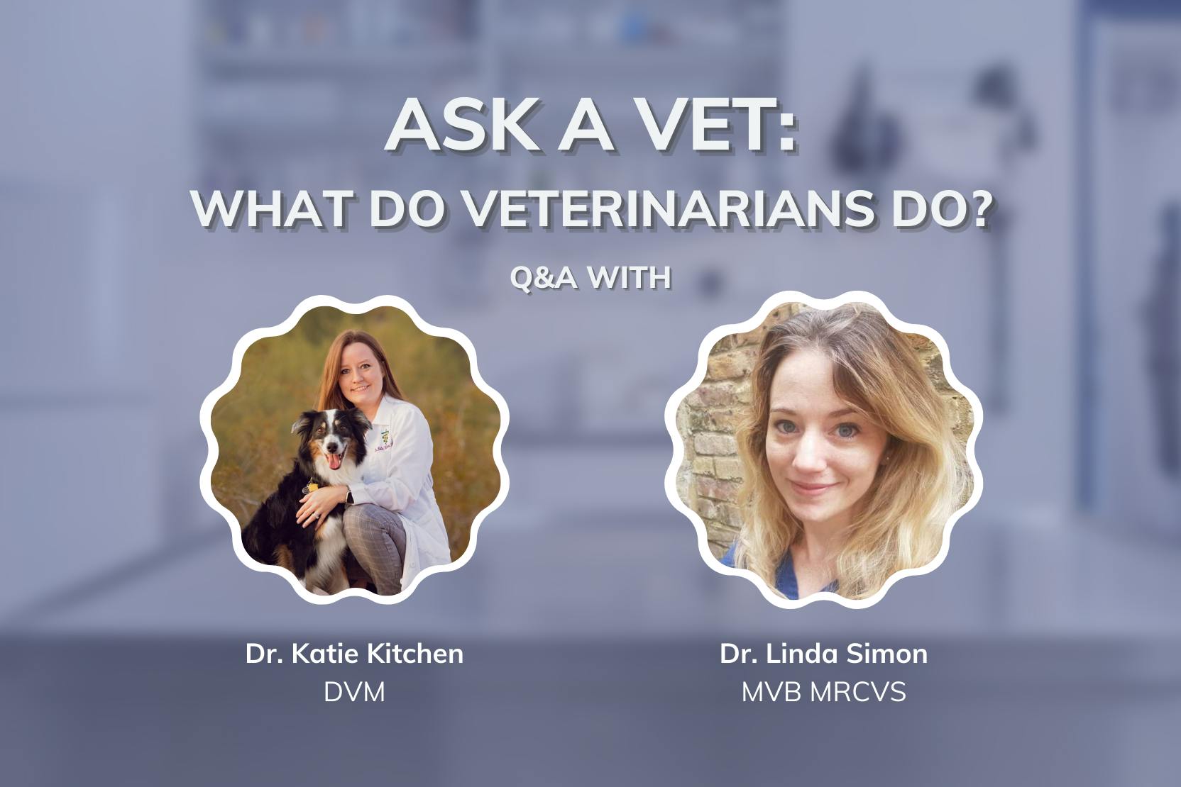 daily-wag-ask-a-vet-what-do-veterinarians-do-hero-image