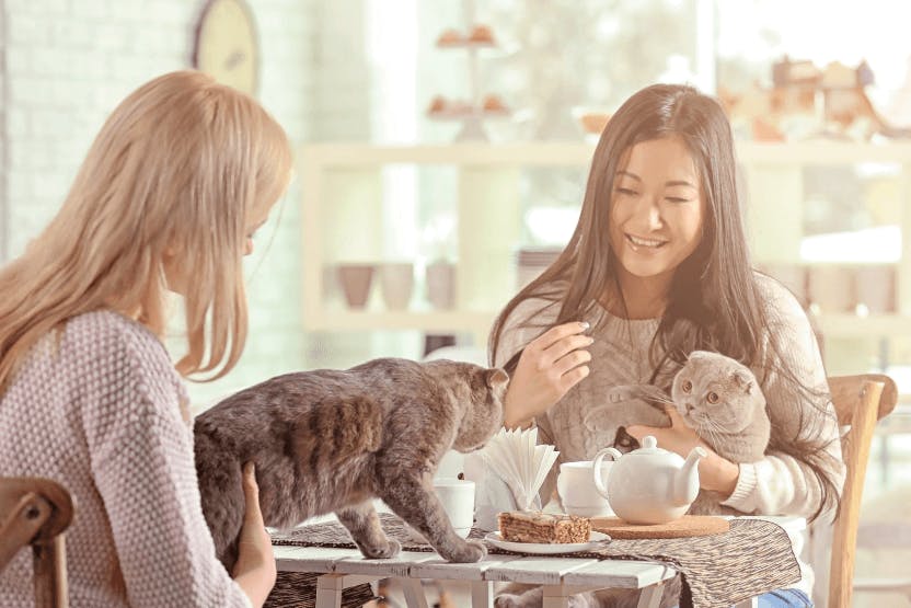 The Feline Good Cat Cafe Is Opening Soon… And They're Hiring!