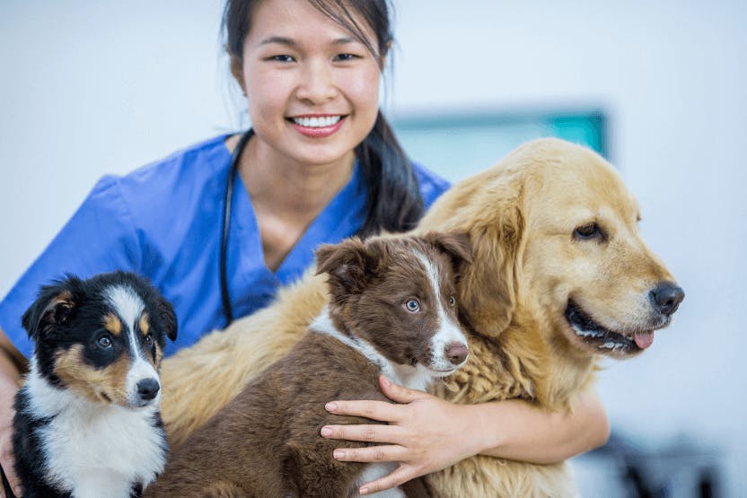 daily-wag-5-heroic-veterinarians-who-deserve-a-medal-hero-image