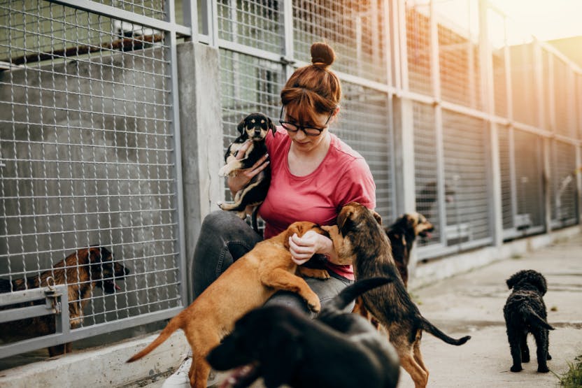 a-day-in-the-life-of-an-animal-shelter-volunteer