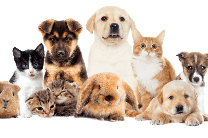 daily-wag-5-activities-to-celebrate-be-kind-to-animals-week-hero-image