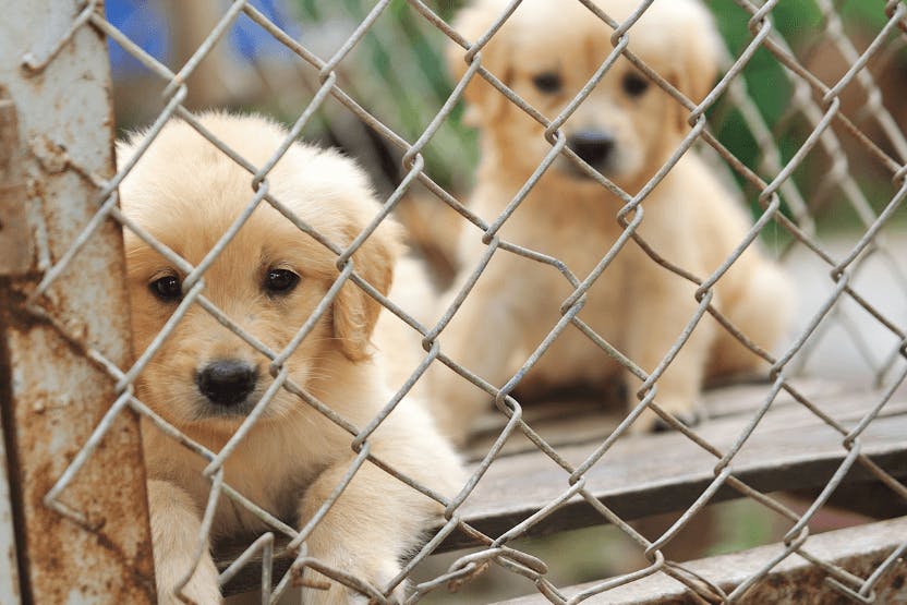 3 Things You Can Do Right Now to Help Stop Puppy Mills