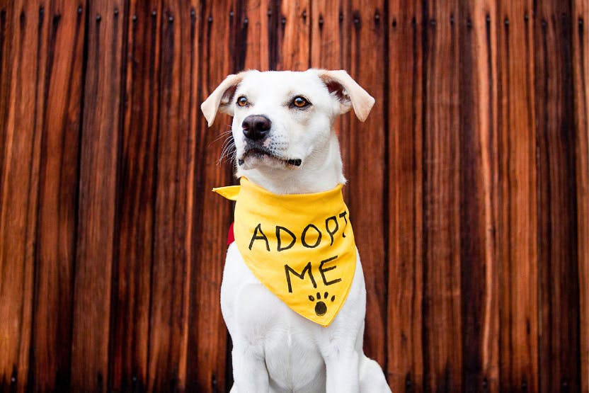 daily-wag-4-reasons-to-adopt-a-rescue-pup-hero-image
