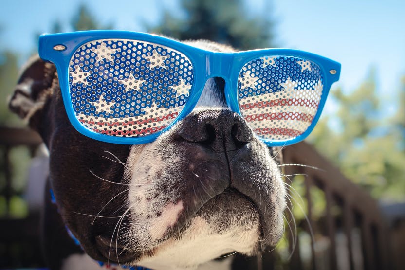 daily-wag-how-to-be-considerate-of-your-neighbors-with-pets-during-july-4th-celebrations-hero-image