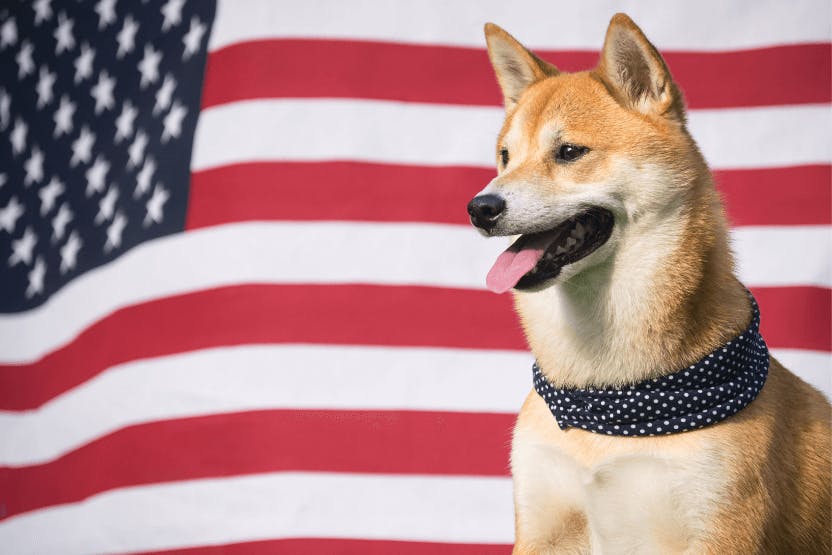 daily-wag-8-furrific-ideas-for-a-dog-friendly-memorial-day-weekend-hero-image