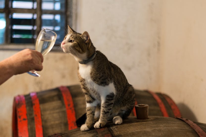 daily-wag-what-is-cat-wine-everything-you-need-to-know-hero-image