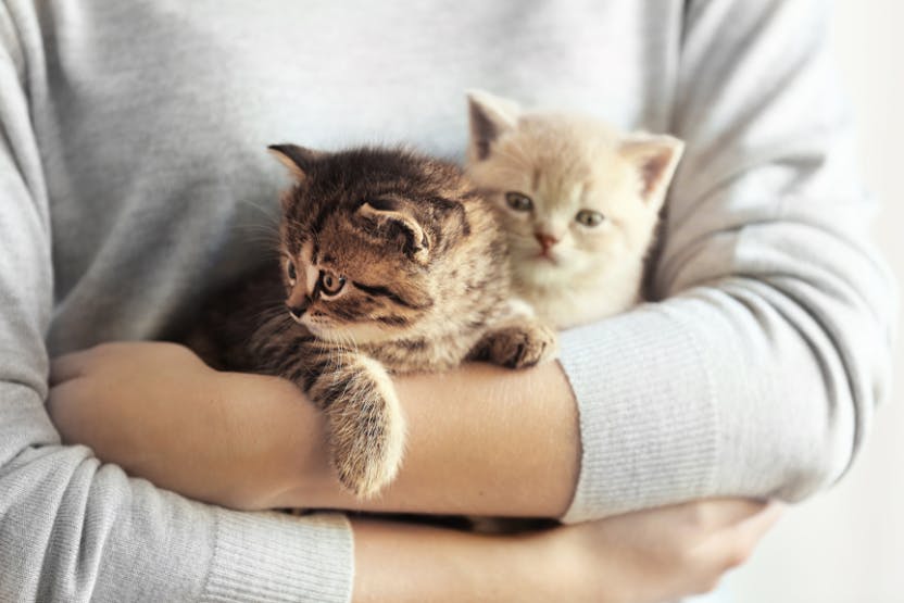 daily-wag-10-cat-care-secrets-all-first-time-cat-parents-should-know-hero-image
