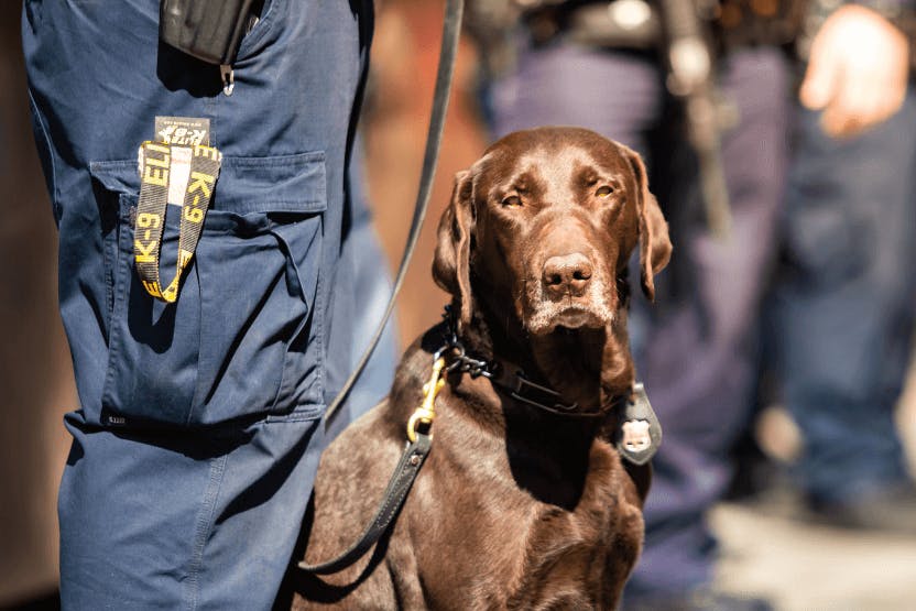 daily-wag-a-day-in-the-life-of-a-police-dog-hero-image