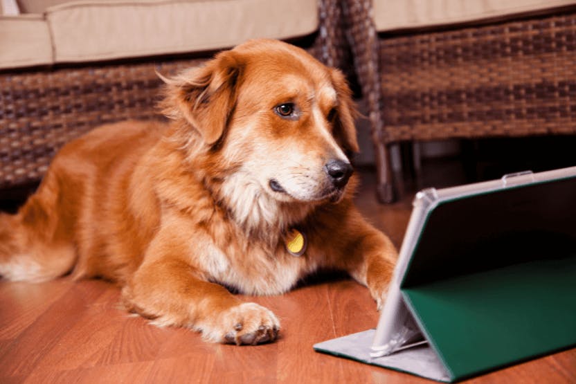 E-book - Brain Stimulation Games for Dogs