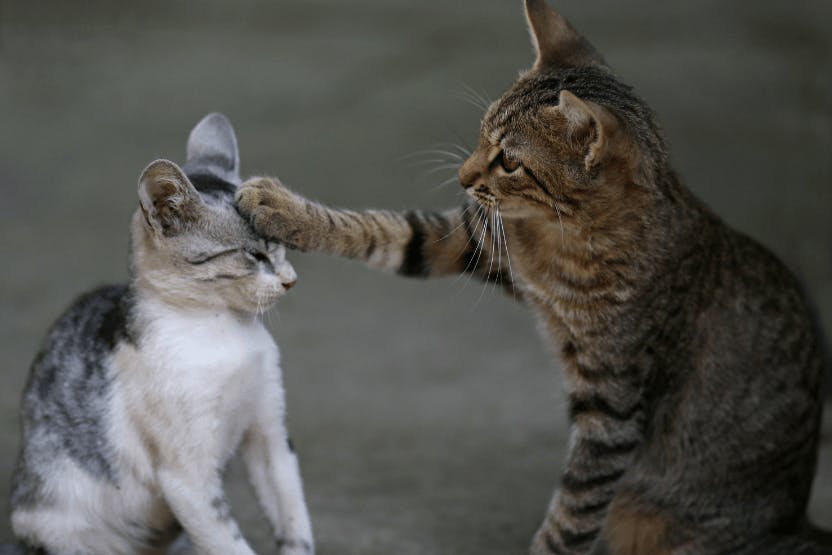 daily-wag-4-pawmazing-things-cats-teach-us-hero-image