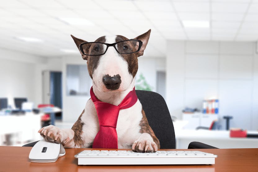daily-wag-how-to-bring-your-dog-to-work-with-you-6-pawsome-tips-hero-image