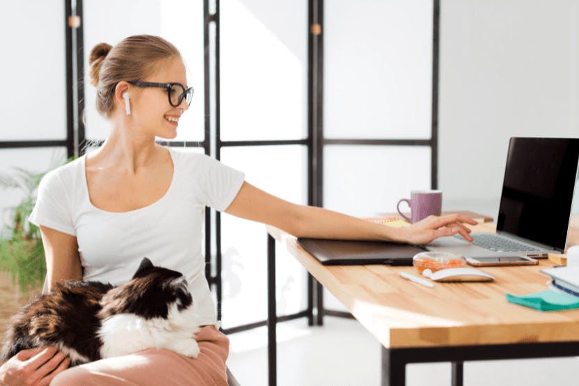 daily-wag-how-to-keep-your-cat-entertained-while-working-from-home-hero-image