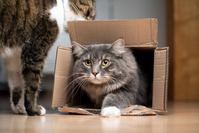 5 Easy DIY Cardboard Box Crafts for Cats