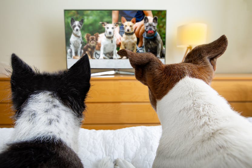 daily-wag-doggy-movie-night-top-5-documentaries-to-watch-with-your-dog-hero-image