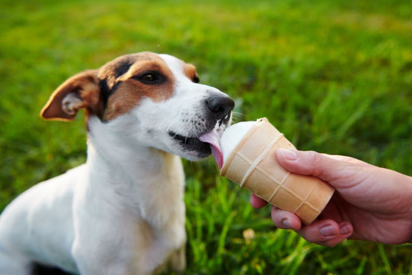 Worried About Keeping Your Pet Cool This Summer? This Is A Must Try Pupsicle  Recipe