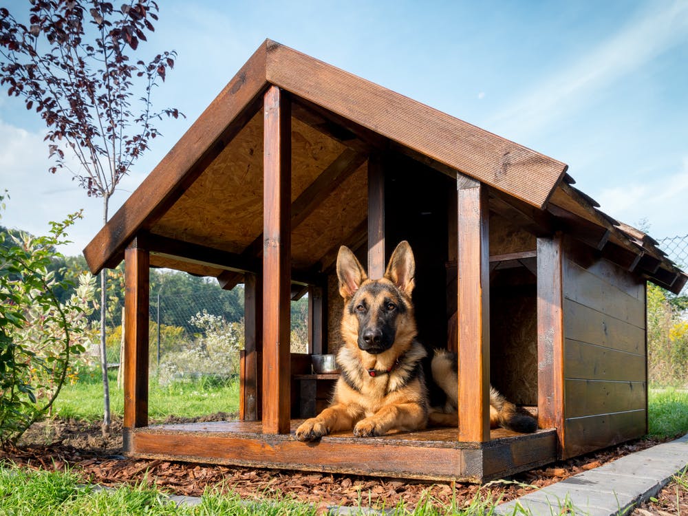 coolest dog house in the world