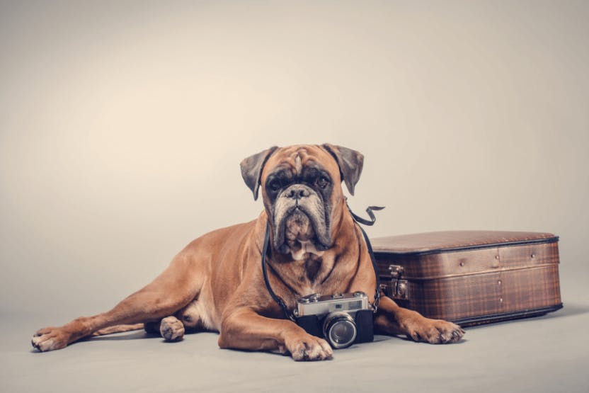daily-wag-tips-and-tricks-for-taking-dog-pics-like-a-pro-hero-image