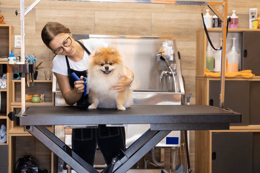 Home deals dog groomers