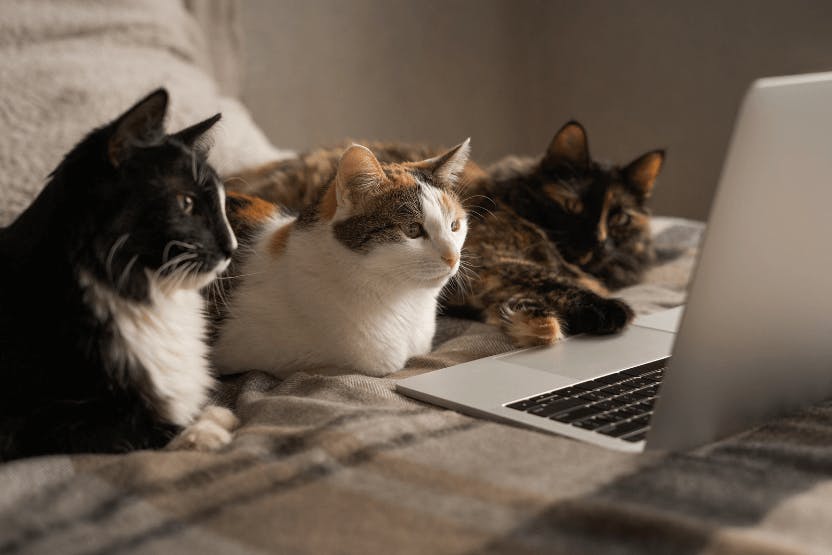 daily-wag-kitty-movie-night-5-top-dramas-to-watch-with-your-cat-hero-image