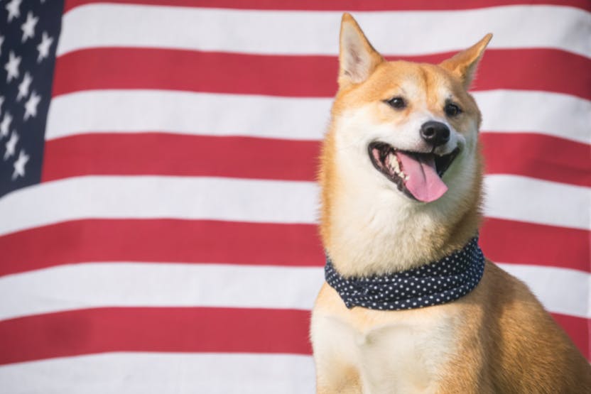 daily-wag-pet-safety-tips-labor-day-advice-for-keeping-our-furbabies-safe-hero-image