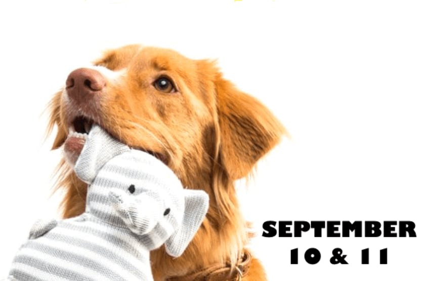 daily-wag-the-great-homecoming-support-las-musical-pet-adoption-event-hero-image