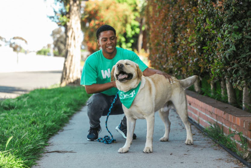 Dog walker outlet essentials