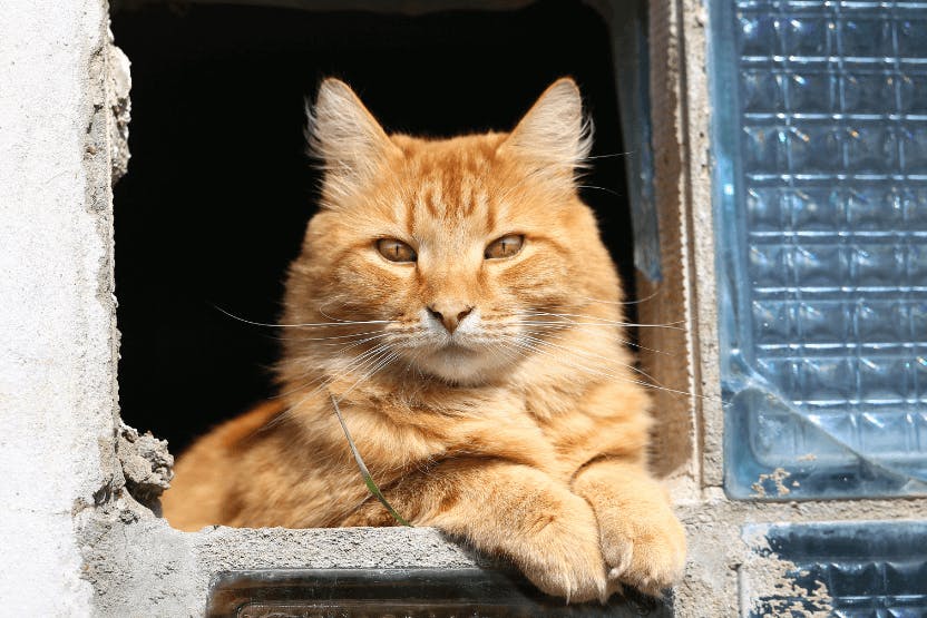 A Cat's Personality - FOUR PAWS International - Animal Welfare