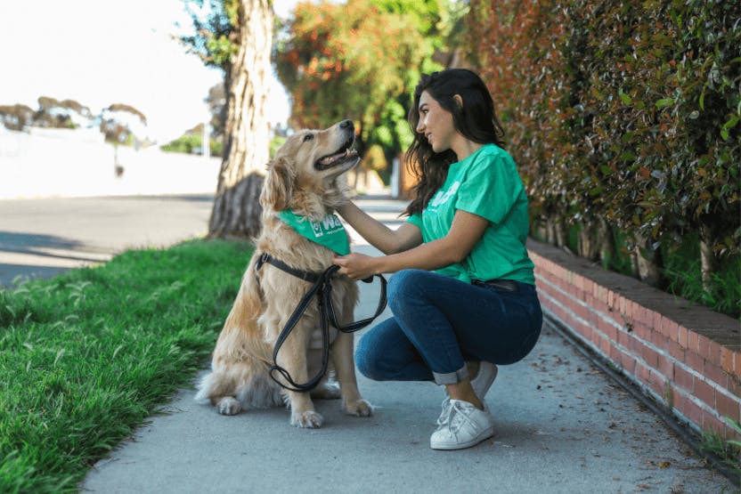 daily-wag-how-to-become-a-dog-walker-with-wag-hero-image