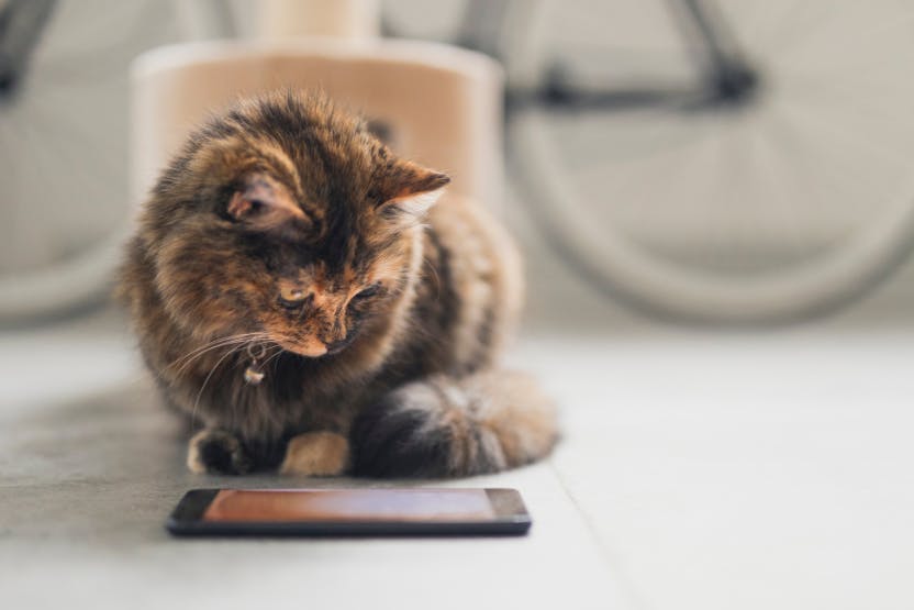 10 YouTube Videos to Keep Your Cats Entertained