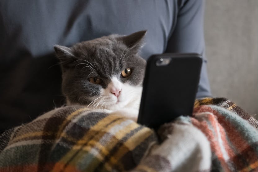 10 Must-Have Apps for Cats