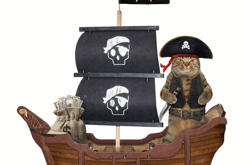 daily-wag-national-meow-like-a-pirate-day-7-fun-facts-about-a-cats-meow-hero-image