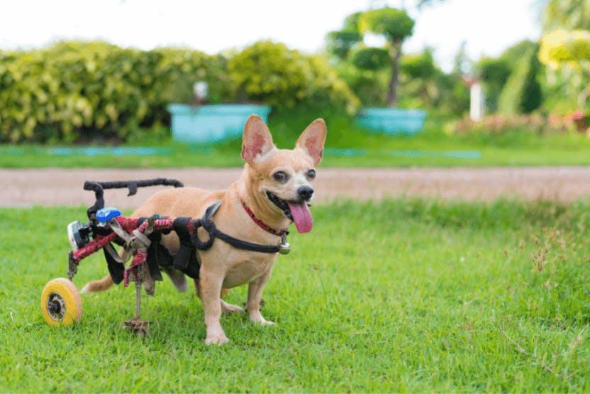 daily-wag-5-pawmazing-dogs-in-wheelchairs-to-make-your-day-hero-image