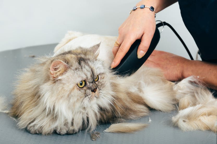 daily-wag-a-day-in-the-life-of-a-cat-groomer-hero-image