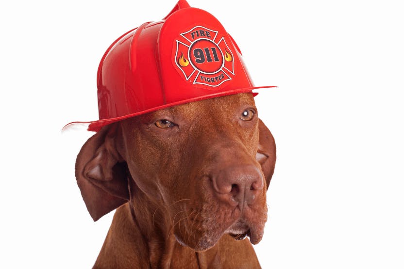 names for fire dogs
