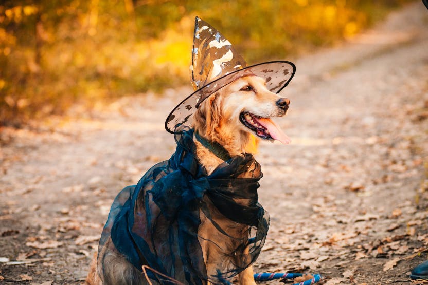 daily-wag-how-to-keep-pets-safe-during-halloween-hero-image
