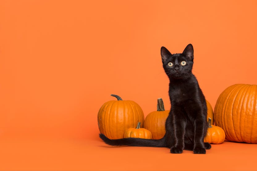 daily-wag-kitty-movie-night-5-top-halloween-flicks-to-watch-with-your-cat-hero-image