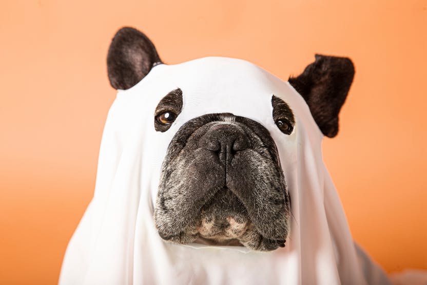 10 Furbulous Pet Costumes for Halloween 2022