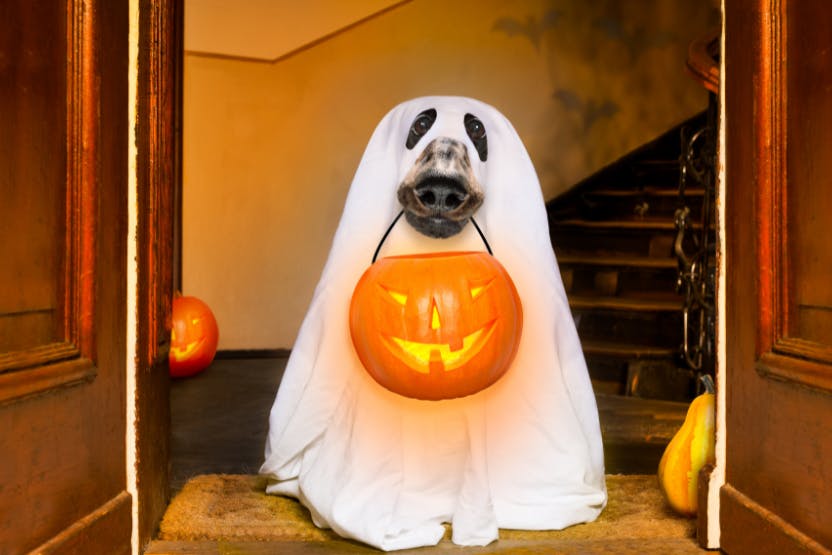 daily-wag-treat-your-dog-with-these-5-easy-halloween-dog-treat-recipes-hero-image