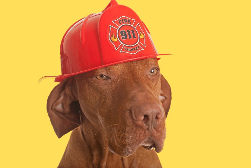 daily-wag-fire-dogs-fun-facts-and-famous-canine-firefighters-hero-image