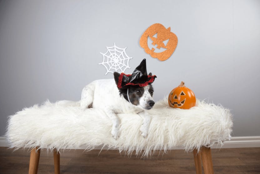 daily-wag-doggy-movie-night-5-top-halloween-flicks-to-watch-with-your-pup-hero-image
