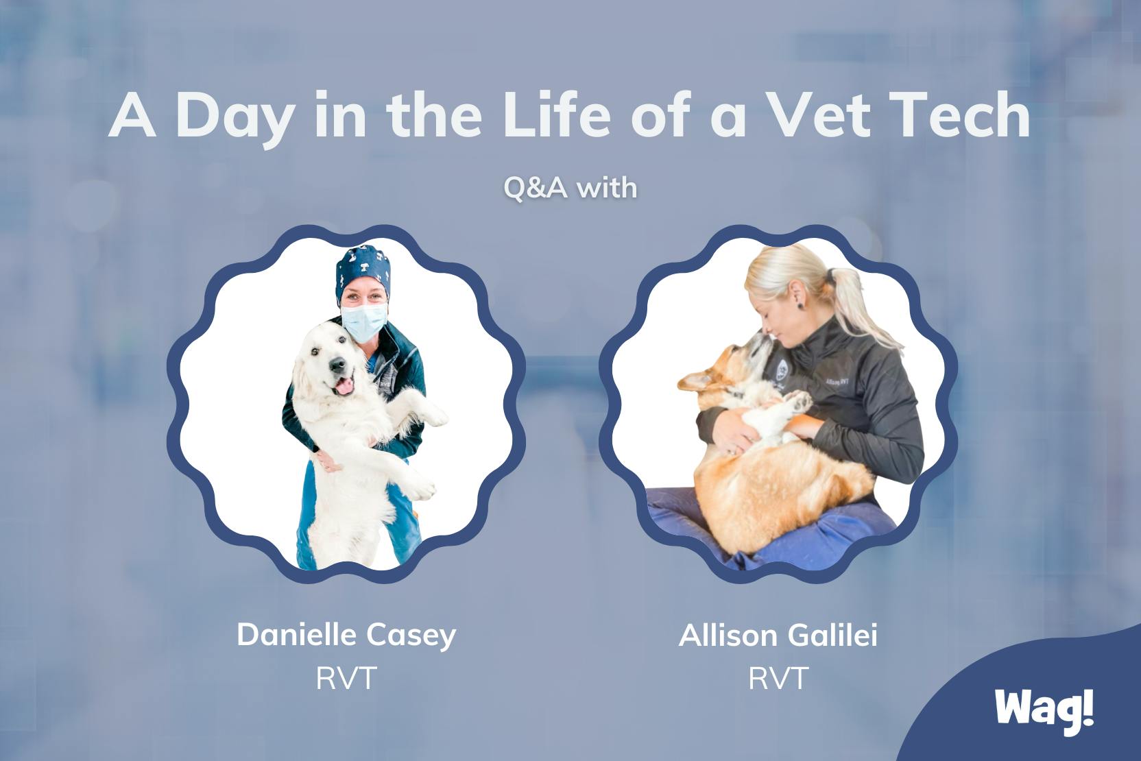 daily-wag-a-day-in-the-life-of-a-vet-tech-hero-image
